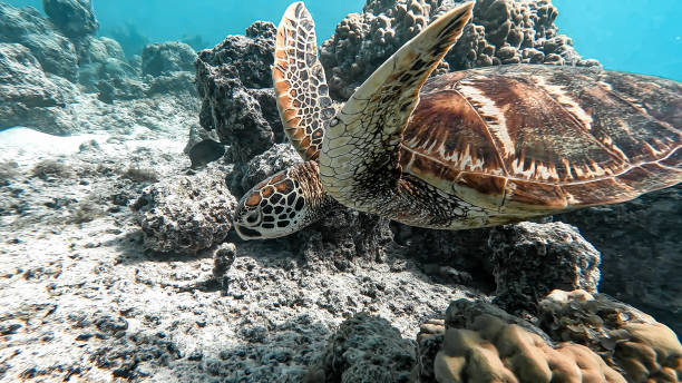 tartaruga-marinha - green sea turtle - fotografias e filmes do acervo