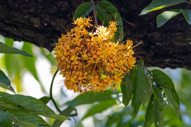 istock Flowers of a sorrowless tree, Saraca declinata 1464591922
