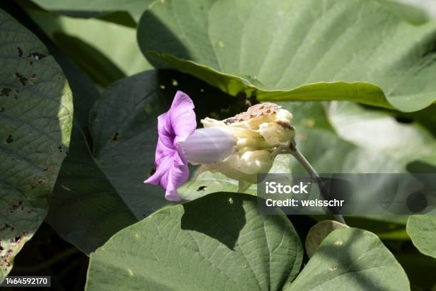 Hawaiian Baby Woodrose Argyreia Nervosa Stock Photo - Download Image Now - Beauty, Blossom, Botany