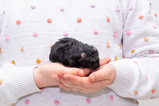 Children's hands close-up, the child holds a fluffy, black hamster.