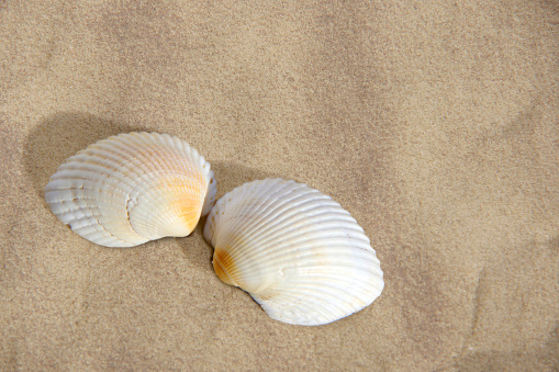 Two seashells on a sandy background.