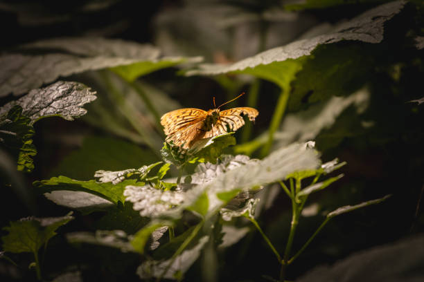 Butterfly on lavender