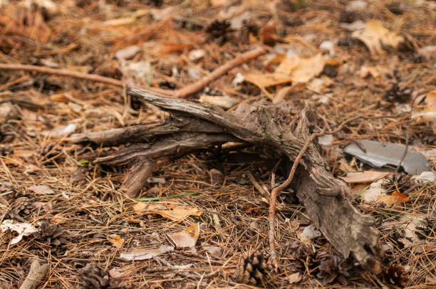 istock Ground in a coniferous forest with grass, needles and wood 1464595402
