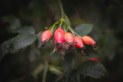 Desenfoque selectivo en escaramujos no cultivados en una planta de rosa silvestre en el bosque. La rosa mosqueta, o Rose Haw o Rose help, es un fruto accesorio de muchas plantas de rosas. photo
