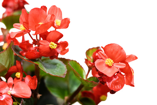 Red wax begonia flower isolated on white background. Begonia semperflorens close up
