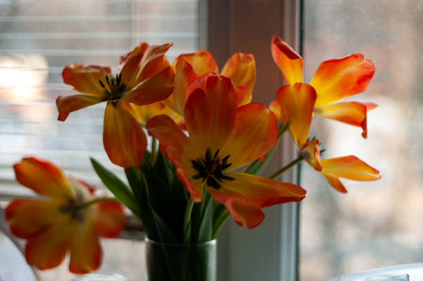 istock Tulip flowers in the sunbeam 1464597272