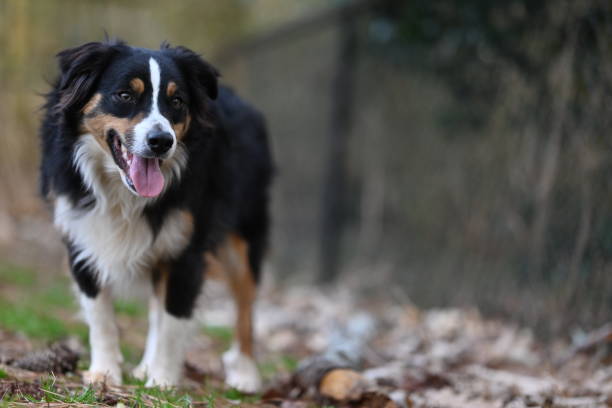 istock An Australian Shepherd dog walking outdoors 1464597398