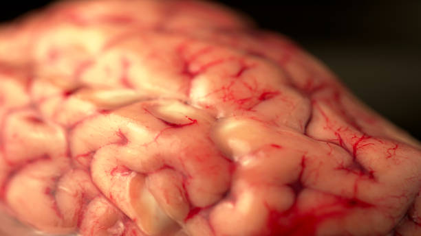 Goat or pork brain on a metal plate, raw brains, bloody veins brains props for horror Halloween concept. stock photo