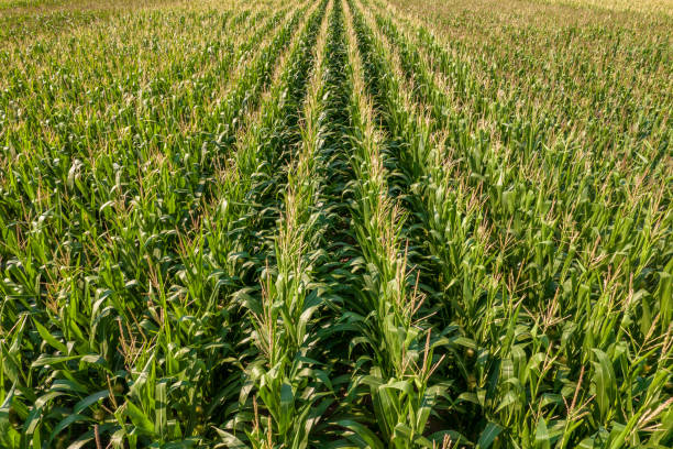 Agriculture. Leaves of corn seedling in sunny day. Corn plantation with green lush in field and farming of maize plants. Maize farm and harvest. stock photo