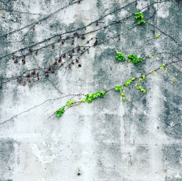 an ivy running on the fence