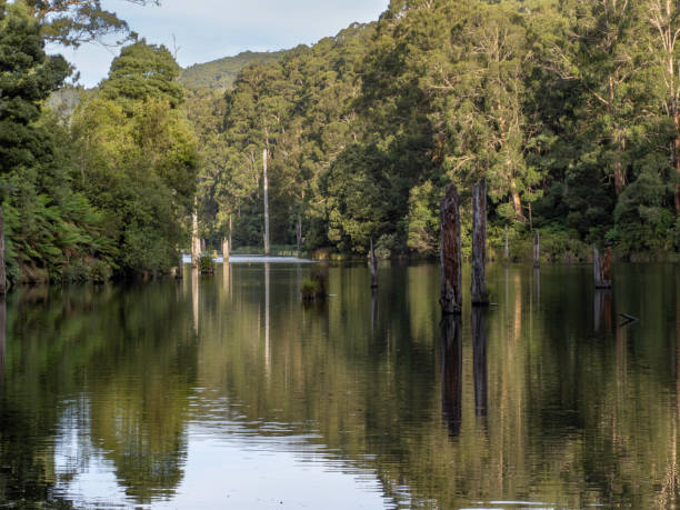 Lake Elizabeth in the Otway Ranges