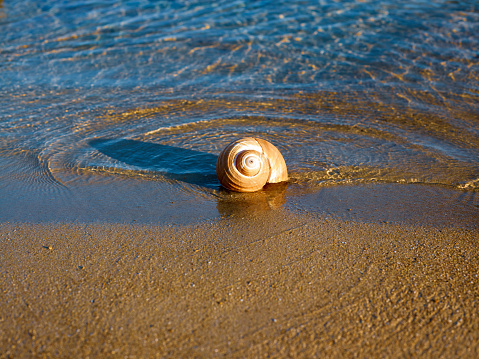 Heart shape made out of shells on sandy beach