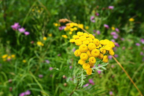 Tansy Tanacetum vulgare is a perennial, herbaceous flowering plant in the genus Tanacetum aster family, native to temperate Europe and Asia. Common tansy, bitter buttons, cow bitter, or golden buttons stock photo