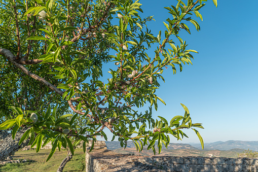 Almond nuts growing on a tree branch in almond orchard. Selective focus. Landscape for the view to Freixo de Numao, Vila Nova de Foz Coa, Portugal