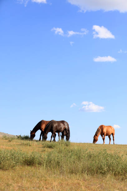 istock horses in the grasslands 1464605360
