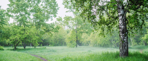 istock Scenic landscape with nice tree in summer forest in light haze. Misty green scenery with beautiful birch in park in soft light. Wonderful nature view with tree close-up in early morning. Mist on grass 1464608509