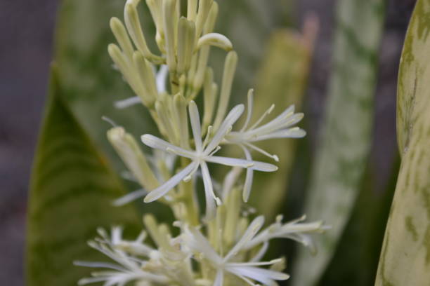 Beautiful flower stock photo