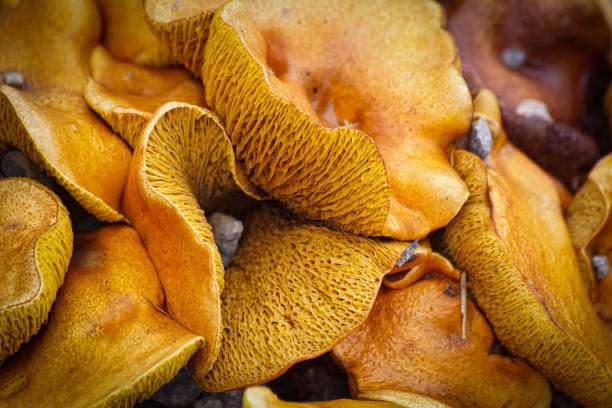 western jack-o'-lantern mushroom
