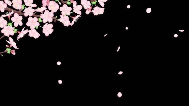 Loop animation 4k video material of cherry blossoms swaying in the wind and falling cherry blossom petals, with alpha channel for transparent background.
