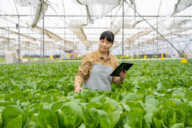 istock A female agricultural technician works with a tablet computer in a vegetable greenhouse. 1464619026