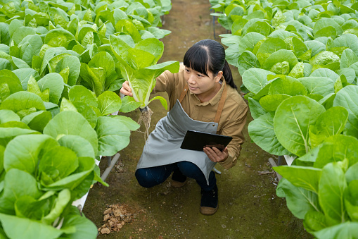 A female agricultural technician uses a tablet computer to check the growth of vegetables in the vegetable greenhouse.