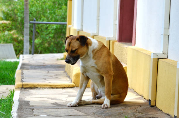 A red white and black mongrel dog around the catholic church of Andrelândia in Minas Gerais