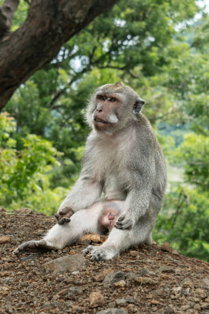 istock Wild monkey sitting quietly on the ground. Close-up 1464625408