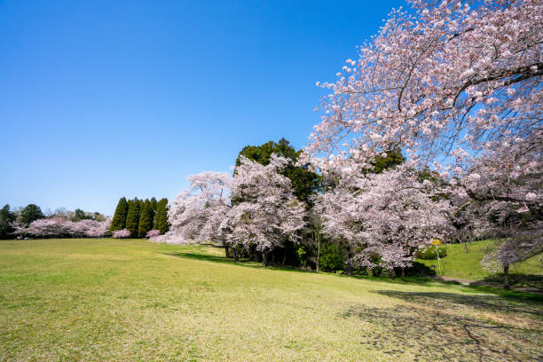 istock Spring Pink Cherry Blossoms with Blue Sky Background 1464626553