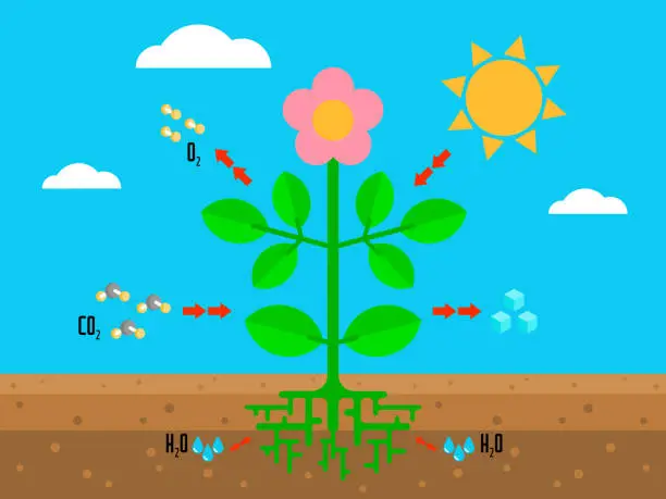 Vector illustration of Science studies, process of photosynthesis.