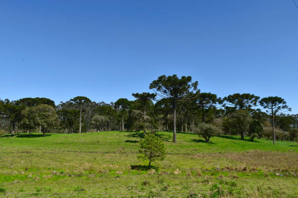 istock Santa Catarina landscape 1464628584