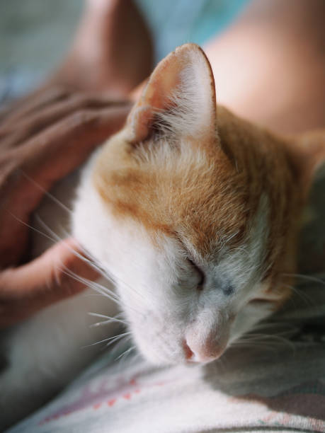istock petting lazy cute cat 1464629729