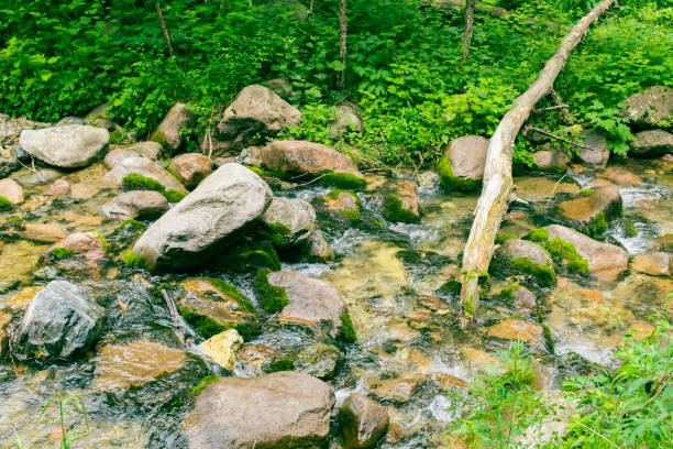 arroyo en el monte, orilla del río, piedras musgosas, agua que fluye - flowing water stream moss river fotografías e imágenes de stock