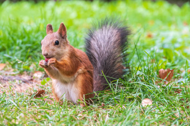 istock Autumn squirrel with nut sits on green grass with fallen yellow leaves 1464632741