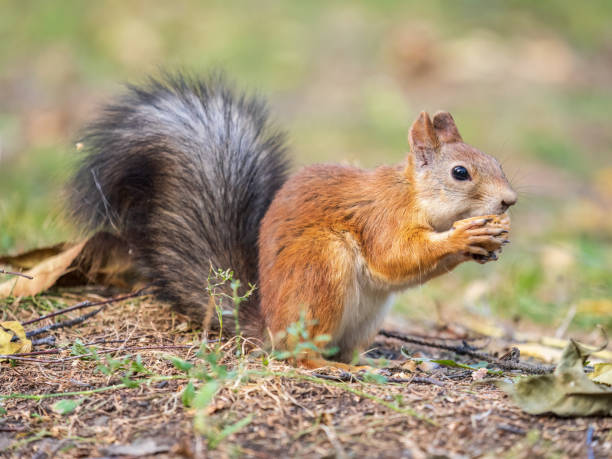 istock Autumn squirrel with nut sits on green grass with fallen yellow leaves 1464632747