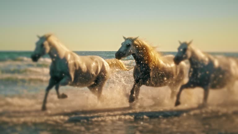 Super slow motion beautiful white horses running in sunny ocean surf