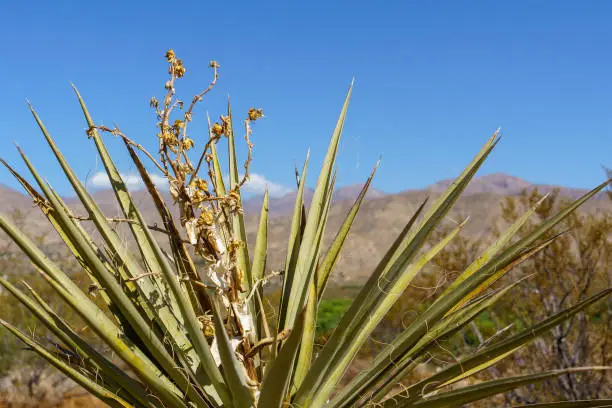 Wide-angle photo of a Mojave Yucca Plant in the Big Morongo Canyon Preserve of the Mojave Desert. Located in Morongo Valley, California.