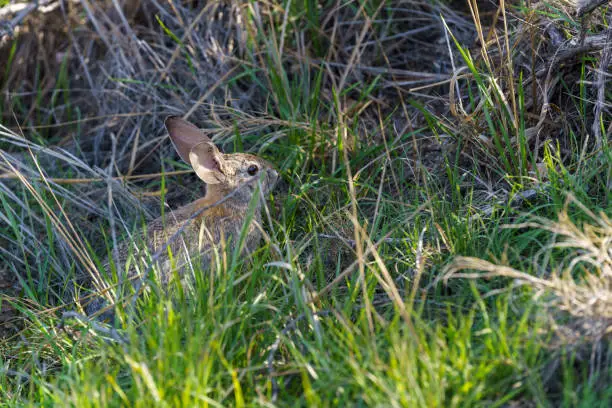 Desert Cottontail rabbit sitting in a patch of fresh green grass at the Big Morongo Canyon Preserve in Morongo Valley, California.