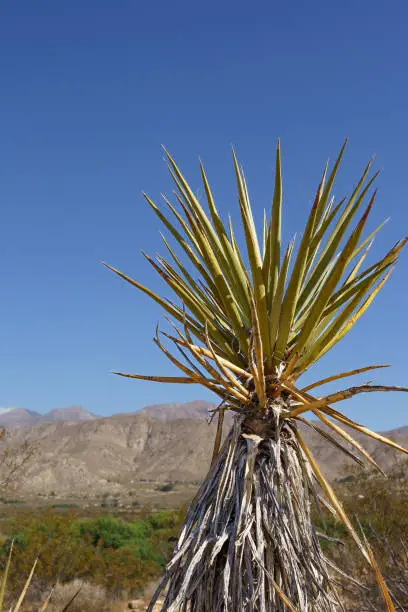 Mojave Yucca Plant in the Big Morongo Canyon Preserve of the Mojave Desert. Located in Morongo Valley, California.
