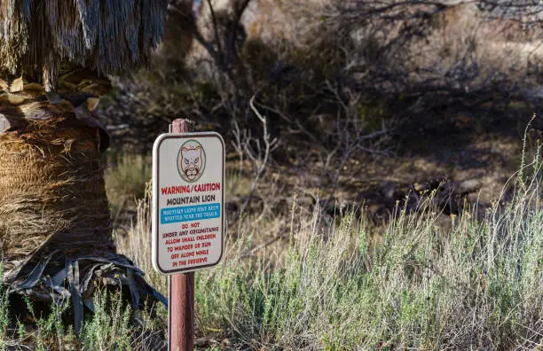 Morongo Valley, California – February 4, 2023: Sign posted on a trail at the Big Morongo Canyon Preserve, warning visitors to use caution due to a local mountain lion in the area.