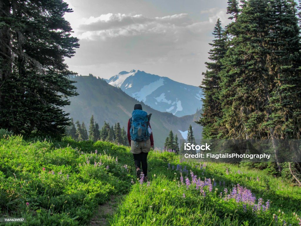 Backpacker with Mountain View, Olympic National Park Backpacker hiking through wildflowers towards view of Mount Carrie in Glacier National Park near High Divide Trail Hiking Stock Photo
