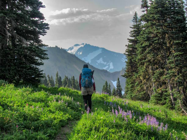 Backpacker with Mountain View, Olympic National Park Backpacker hiking through wildflowers towards view of Mount Carrie in Glacier National Park near High Divide Trail hiking stock pictures, royalty-free photos & images