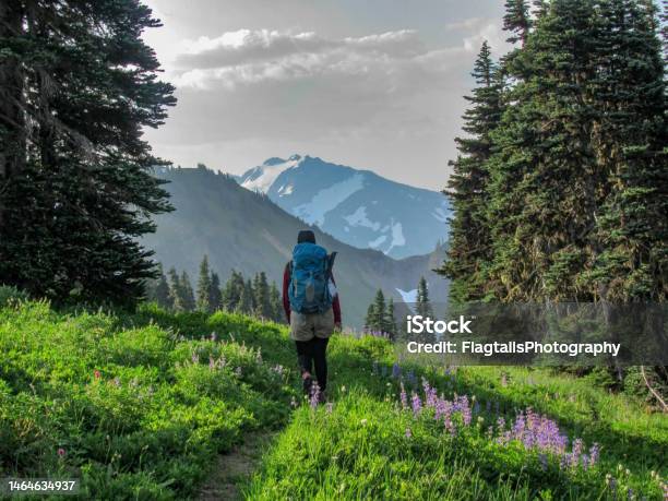 Backpacker With Mountain View Olympic National Park Stock Photo - Download Image Now