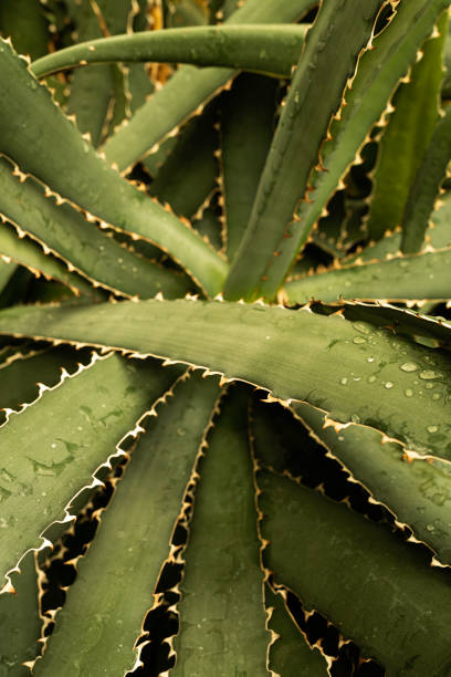 istock Close up of cactus spines 1464636038