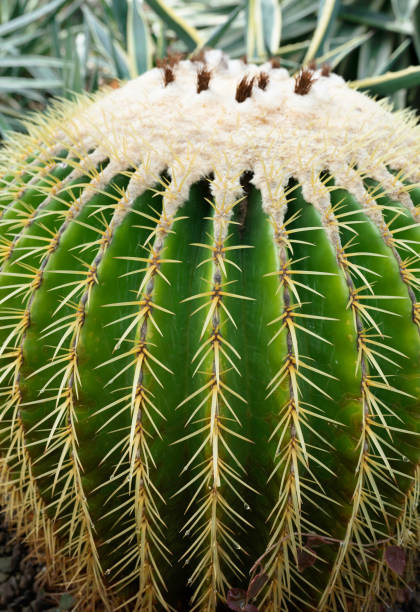 istock Close up of cactus spines 1464636041
