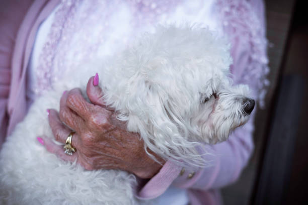 istock Woman pets a sweet fluffy white dog 1464636070