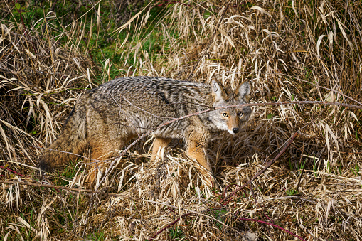 Coyote Canis latrans walking in a grass area near an urban wetland in Oregon. Has alert look in eye and ears. Edited.