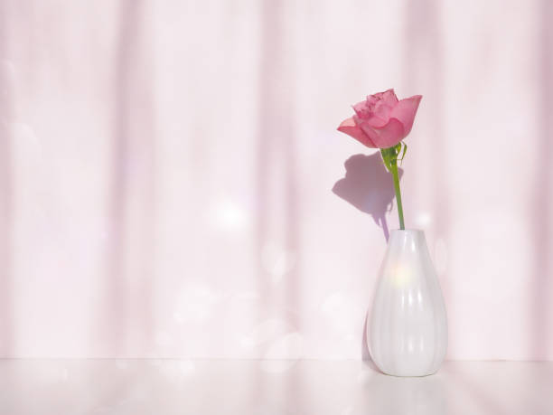 istock Single pink rose flower in a vase in the sun, text space 1464637144
