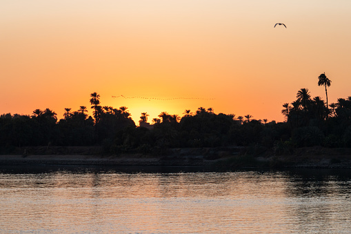 Birds Flying During Sunset over the Nile River