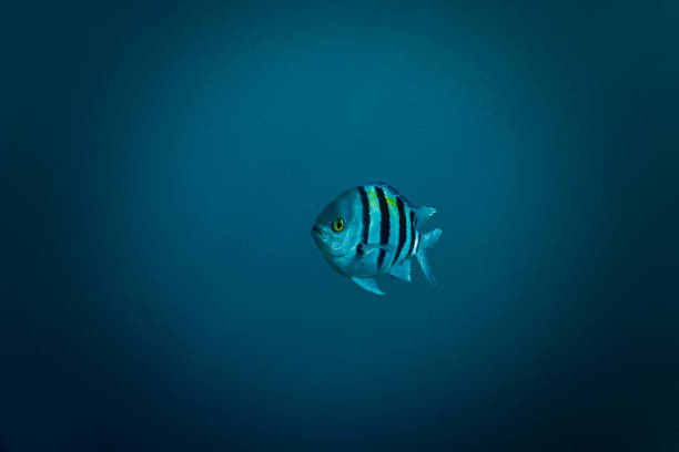 istock Underwater photo of a tropical fish 1464638820
