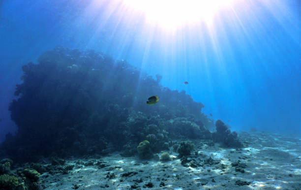 istock Underwater photo at a coral reef 1464638831